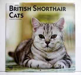 輸入2020年猫カレンダー「ブリティッシュショートヘア」