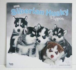 A2026NJ_[uVxAnXL[ ps[v