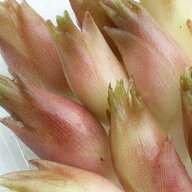 茗荷 みょうが 通販 1kg 朝取り ミョウガ 新潟産