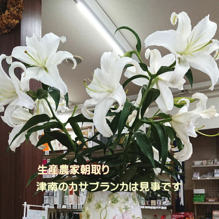 楽天市場 カサブランカ 花束 10本 送料無料 一部除く 朝取り 5束x2 切花 4 7 8輪 規格外6 11月 里山からの贈り物