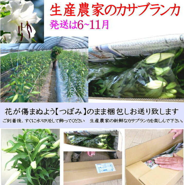 楽天市場 カサブランカ 花 5本 花束 送料無料 北海道九州沖縄別途加算 生産農家 朝採り 切花 4 7 8輪 規格外 販売 里山からの贈り物