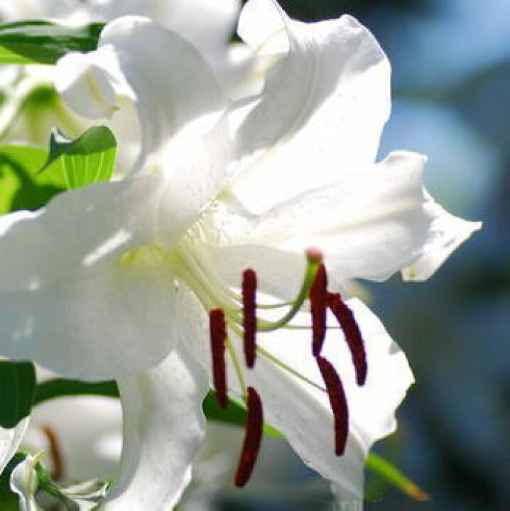 楽天市場 カサブランカ 花 5本 花束 送料無料 北海道九州沖縄別途加算 生産農家 朝採り 切花 4 7 8輪 規格外 販売 里山からの贈り物