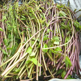 あけびのめ 山菜 木の芽 120g前後 あけびの芽 山菜 アケビの芽 きのめ（アケビの新芽）朝取り天然物 あけびのめ 着日指定不可