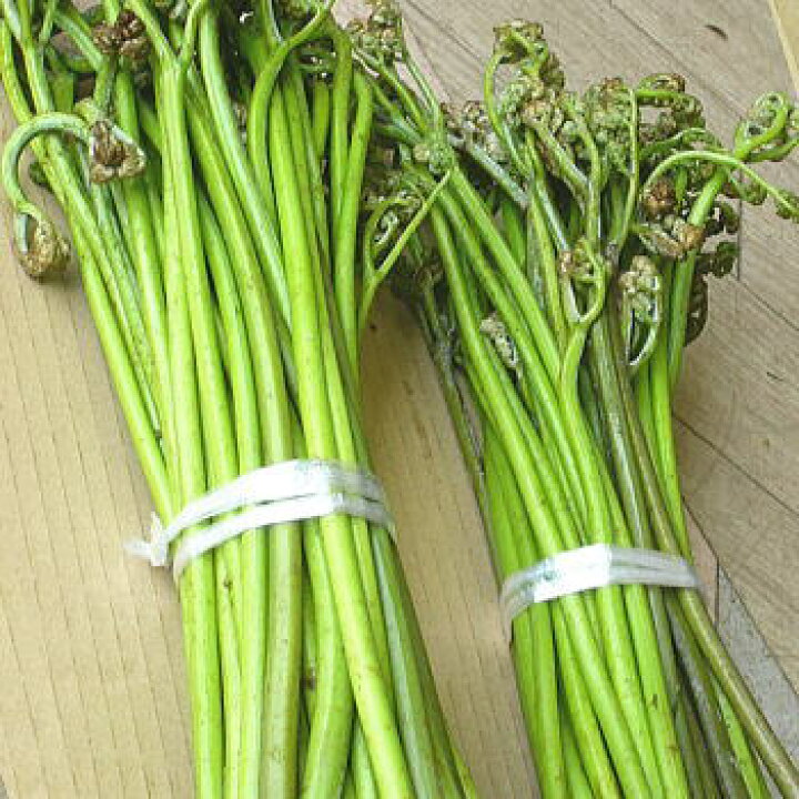 楽天市場】ワラビ 山菜 後半出荷 わらび 朝取り 蕨 500g前後 : 里山  