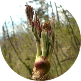 たらのめ タラの芽 山菜 たらの芽 朝取り天然 タラノメ 150g前後（たらのめ 発送は4/中旬〜5月）