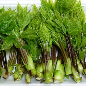 コシアブラ 山菜 コシアブラ 300g前後 朝取り 天然物 大小混合【天ぷら サイズ 少し大きめ交じり】自慢の「良いこしあぶら300g」通販　販売