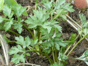 山菜 よもぎ100前後(天然もの 山菜蓬)朝取り ヨモギ