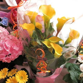 母の日 カラー プレゼント イエロー系 ◆母の日ギフト 花鉢 鉢植え 黄色系　母の日期間限定ギフト