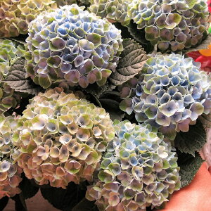 生花 秋色 アジサイ 農業資材 ガーデニング用品の人気商品 通販 価格比較 価格 Com 生花 秋色 アジサイ 農業資材 ガーデニング用品の人気商品 通販 価格比較 価格 Com