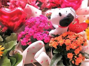 生花 カラー 鉢植えの人気商品 通販 価格比較 価格 Com 生花 カラー 鉢植えの人気商品 通販 価格比較 価格 Com