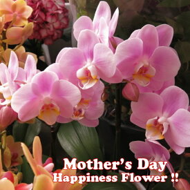 母の日　プレゼント　胡蝶蘭　鉢植え　◆母の日ギフト　花鉢　かわいい胡蝶蘭　花言葉は…幸福が飛んでくる♪