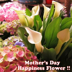 楽天市場 カラー 花の通販