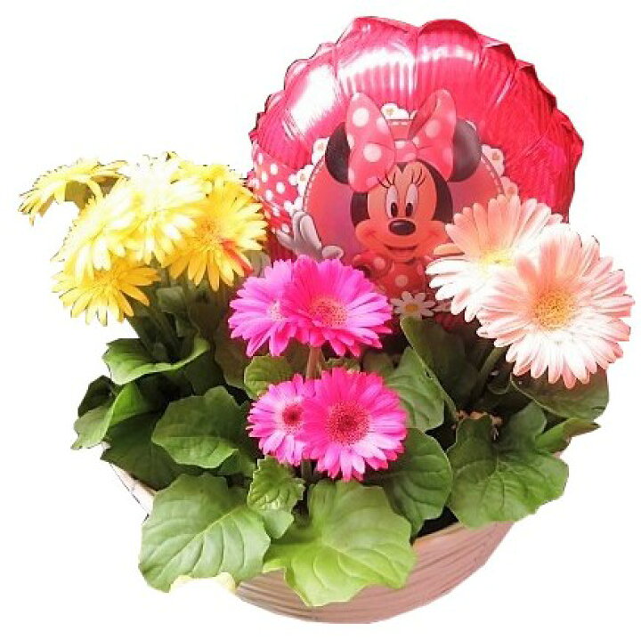 楽天市場 母の日プレゼント 鉢植え ガーベラ 鉢植え ミニーバルーン付き 花言葉は感謝 母の日ギフト プレゼント 鉢植え 花鉢 フラワーガーデンリーブス