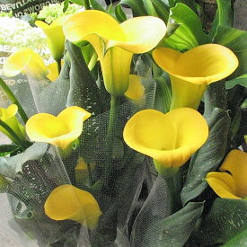 母の日 プレゼント 鉢植え カラー イエロー系 ◆母の日ギフト 花鉢 カラー 黄色系　母の日期間限定ギフト