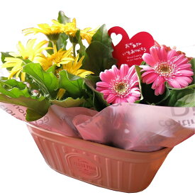 母の日 プレゼント ガーベラ 鉢植え 花言葉は感謝♪ ◆母の日ギフト プレゼント 鉢植え 花鉢
