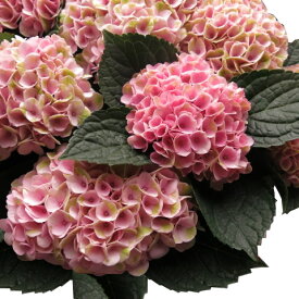 楽天市場 鉢植え 花 長持ちの通販
