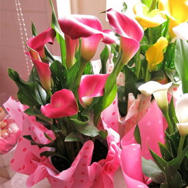 母の日 カラー ピンク系 ◆母の日ギフト 花鉢 プレゼント 鉢植え　母の日期間限定ギフト