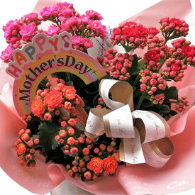 母の日 お届け カランコエ プレゼント カラフルカラー 鉢植えギフト ◆母の日ギフト 花鉢 カランコエ