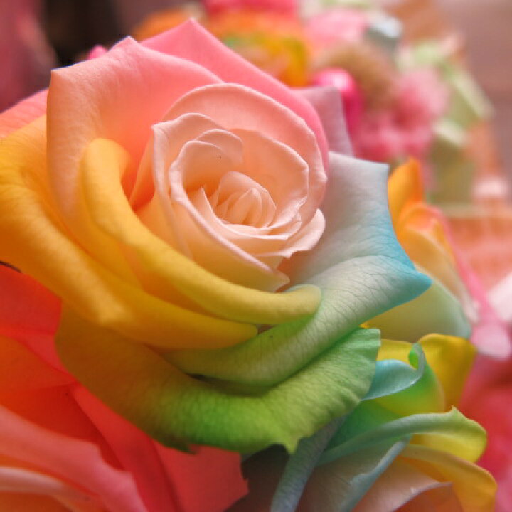 楽天市場 レインボーローズ 花束風 プリザーブドフラワー ケース付き ハート5入り 誕生日プレゼント 記念日の贈り物におすすめのフラワーギフト フラワーガーデンリーブス 楽天市場 レインボーローズ 花束風 プリザーブドフラワー ケース付き ハート5入り 誕生日プレゼント 記念日の贈り物におすすめのフラワーギフト フラワーガーデンリーブス