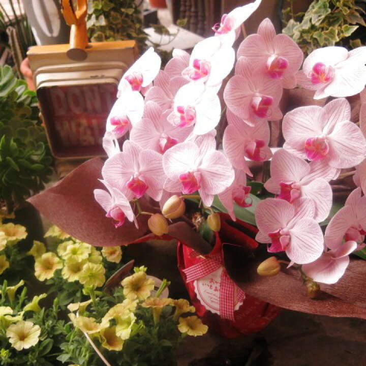 楽天市場 胡蝶蘭 鉢植え ギフト 花鉢 かわいい胡蝶蘭 花言葉は幸福が飛んでくる フラワーガーデンリーブス