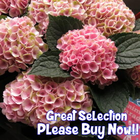 楽天市場 鉢植え 花 長持ちの通販