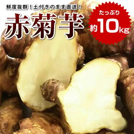赤菊芋 約10kg 送料無料 菊芋 令和7年度産 群馬県産 生菊芋 生赤菊芋 土付き イヌリン 菊芋チップス 菊芋パウダー きくいも 生きくいも 生キクイモ キクイモ きくいも 国産　※送料 離島+500円 沖縄+1000円