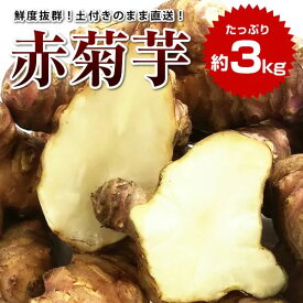 【感謝セール 期間限定p5倍】赤菊芋 約3kg 送料無料 菊芋 令和5年度産 群馬県産 生菊芋 生赤菊芋 土付き イヌリン 菊芋チップス 菊芋パウダー きくいも 生きくいも 生キクイモ キクイモ きくいも 国産※送料：北海道・九州・離島+500円、沖縄+1000円