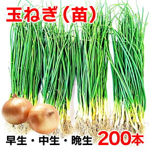 �ʂ˂� ���܂˂��c 200�{�i50�{×4���j���� ���� �Ӑ� �X�p�[�g �^�[�{ �l�I�A�[�X �������� ���܂˂� �Q�n���Y ���Y �K�[�f�j���O �ƒ�؉� ���l�R�|�X�ł̂��͂��ƂȂ�܂��B