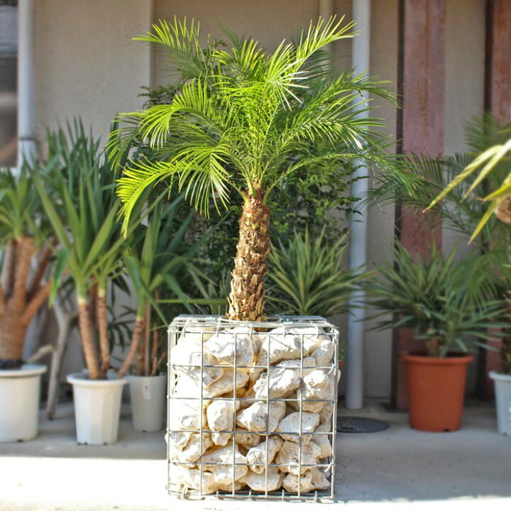 楽天市場 ガビオン エクステリア ガーデニング 観葉植物 庭 庭園 園芸 店舗 カフェ 改装 リフォーム 蛇篭 じゃかご ジャカゴ 石 おしゃれ アクセント Met 0078 バリ雑貨ｍａｎｊａ