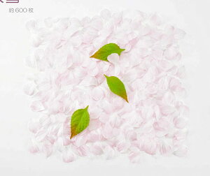 y݌Ɍzy3pbNz (600/pbN)isN) Ԃт  sN t o fBXvC CeA t[V[ y^