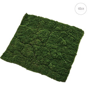 X}bg (40cm) lH  ϗtA X CeA Xܑ  tFCNO[ AW ݉ V ǖ