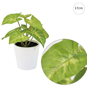 y3ZbgzVSj[v`|bg (17cm) lHϗtA  tFCNO[ t ϗtA Ǌ|  AW NIeB[ 