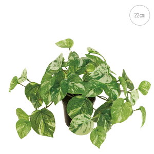 yVzy2Zbgz}[u|gX|bg (22cm)  CeA lHϗtA  tFCNO[ t ϗtA Ǌ|  ݂艺