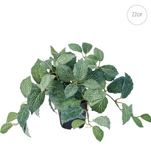 yVzy2ZbgztBbgjA|bg (22cm) lHϗtA  tFCNO[ t ϗtA Ǌ|  ݂艺 CeA b炸