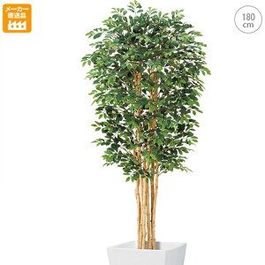 y^lCizglRc[ (180cm) tFCNO[ _ CeA VR lHϗtA X  fBXvC