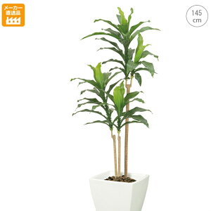 屋外 観葉植物 大型の人気商品 通販 価格比較 価格 Com
