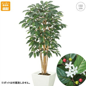 コーヒーの木 インテリアの人気商品 通販 価格比較 価格 Com コーヒーの木 インテリアの人気商品 通販 価格比較 価格 Com