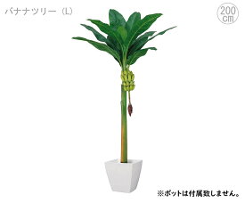 楽天市場 バナナツリー 植物の通販