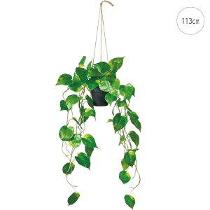 yVznMO|gX (113cm) lHϗtA  tFCNO[ t ϗtA Ǌ|  ݂艺