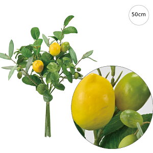 yzV`Au` (50cm) CeA } ϗtA  썑  IuWF  ϗtA ^ CeA lH ͗l ^   lH _ Vv X܃fBXvC J