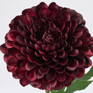 HFyeF2{Zbgz}K[e} (55cm) e  lH ϗtA ^ _ CeA t[AW Vv