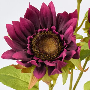 HF̃q}y5{Zbgzn[xXgTt[ (46cm) CeA u[P t[ AWg p[c ^   I tFCN