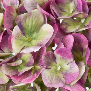 HFyeF3{ZbgzOfBnChWA (47cm)   lH ϗtA ^ _ CeA t[AW Vv