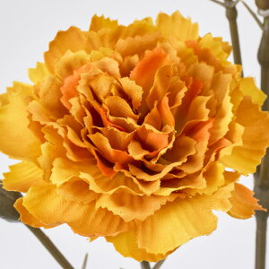 HFyeF5{ZbgzOfBnChWA (47cm)   lH ϗtA ^ _ CeA t[AW Vv