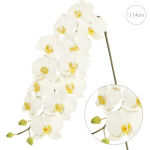 y Ӓzt@mWA[m (114cm) S[WX GKg Xܑ CeAfBXvC G o  Cxg   ϗtA A[gO[