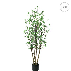 hE_ (153cm) O[ ϗtA  A ^q` 썑  ϗtA ^ CeA lH tFCN ͗lւ  _ Vv X fBXvC JtF C_XgA