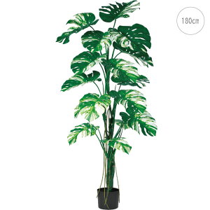 Xec[(180cm) ijO[ ϗtA  A ^q` 썑  ϗtA ^ CeA lH tFCN ͗lւ  _ Vv X fBXvC Jt