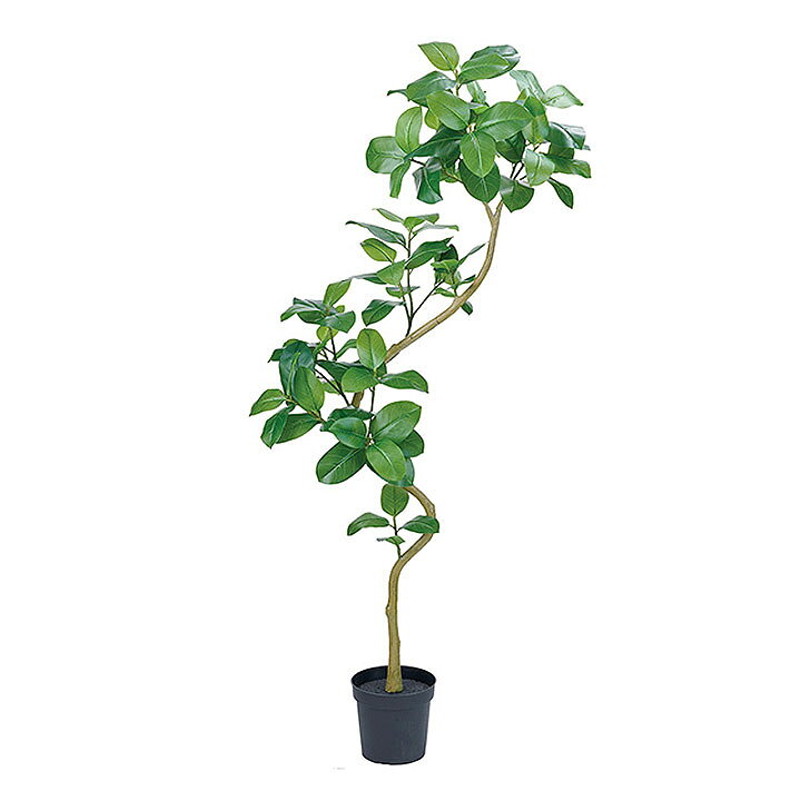 ⑨観葉植物 ゴムの木(アルテシーマ) 約200cm