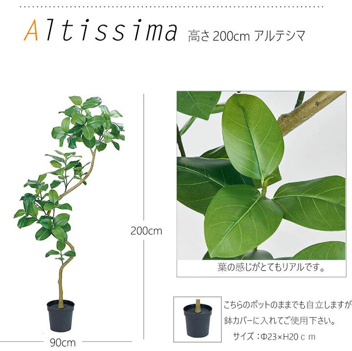⑨観葉植物 ゴムの木(アルテシーマ) 約200cm
