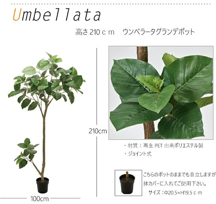 楽天市場】【大型】ウンベラータグランデポット (高さ210cm) 観葉植物 